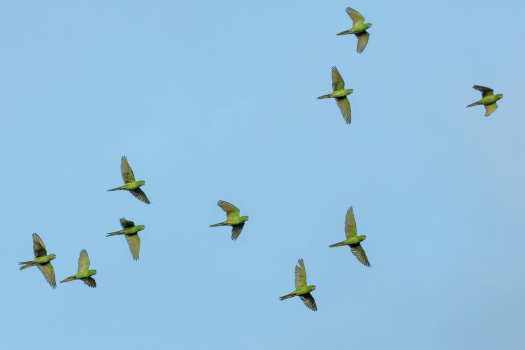 A stock photo of birds flying in Chiapas, a southern state in Mexico, where you will need to find a good legal firm to provide legal services if you are planning to invest