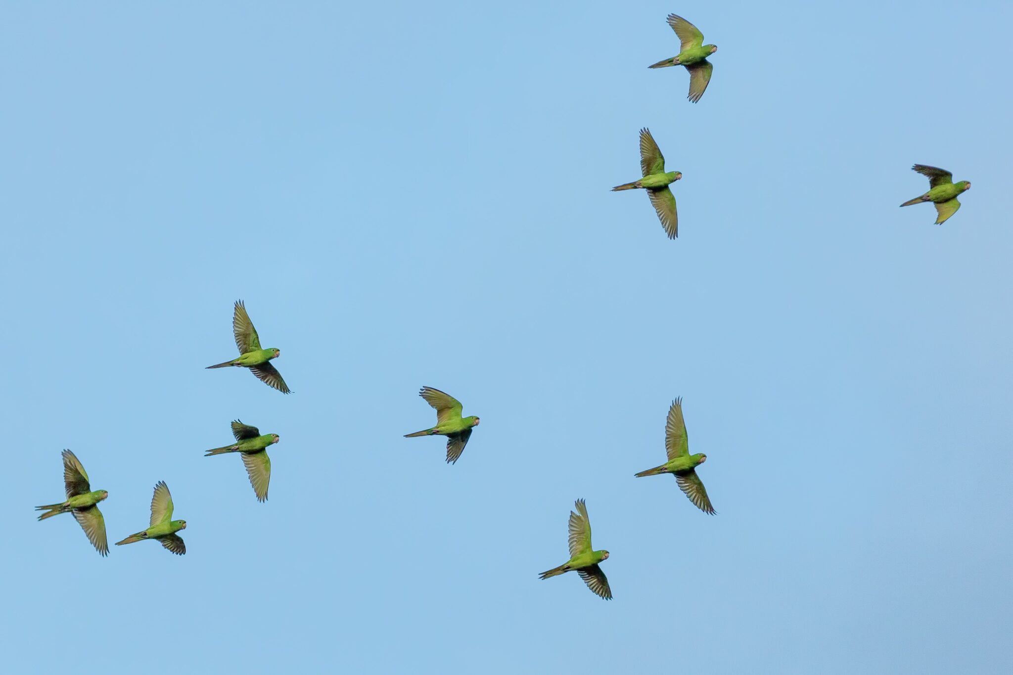 A stock photo of birds flying in Chiapas, a southern state in Mexico, where you will need to find a good legal firm to provide legal services if you are planning to invest
