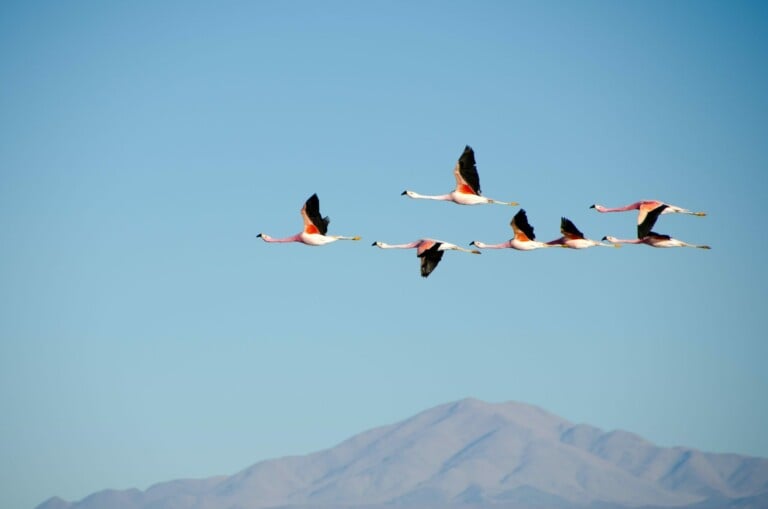 Foto de aves volando para un artículo sobre servicios legales en Chile