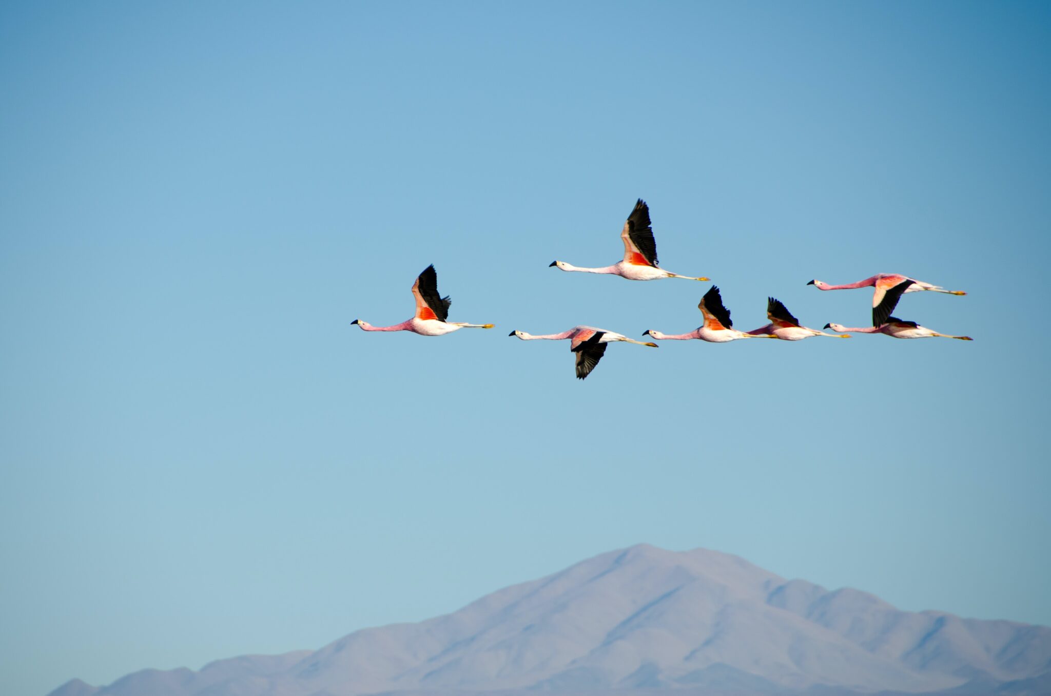 Foto de aves volando para un artículo sobre servicios legales en Chile