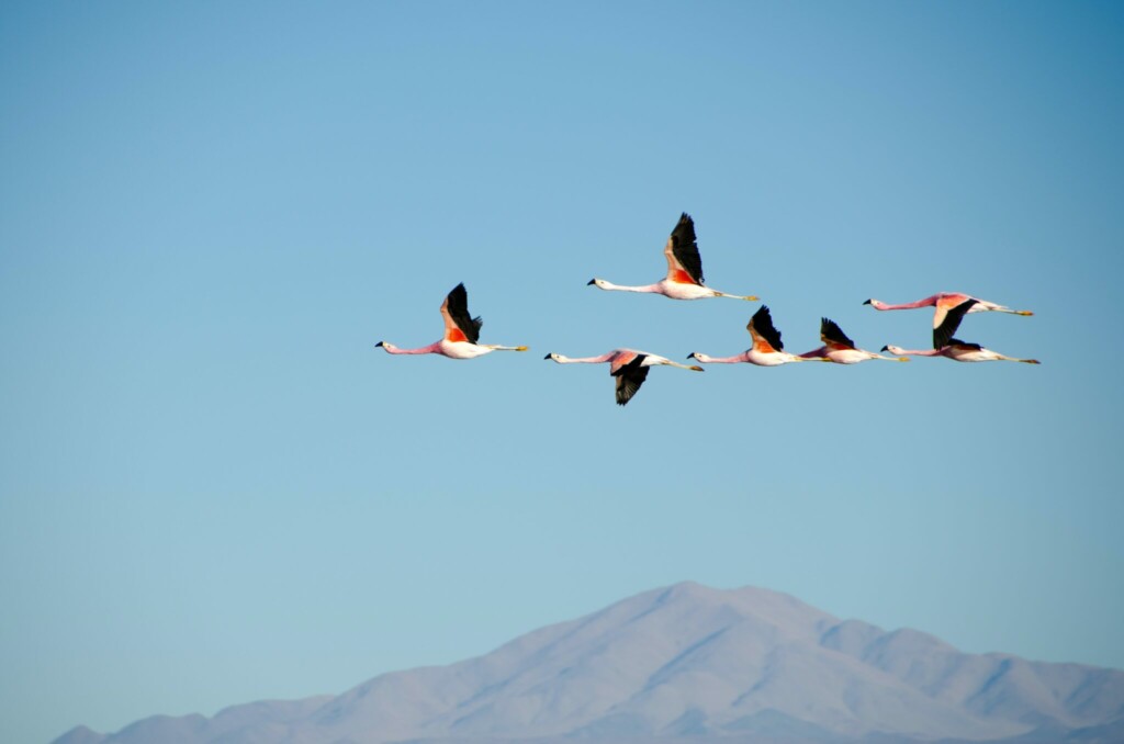 Flamingos in Chile, where you may need a corporate legal firm to provide legal services