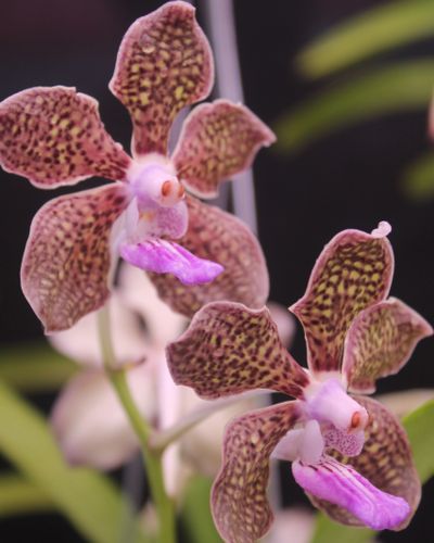 Orquídeas expuestas en el Jardín Botánico del Caribe, que participa en la tecnología verde de Costa Rica