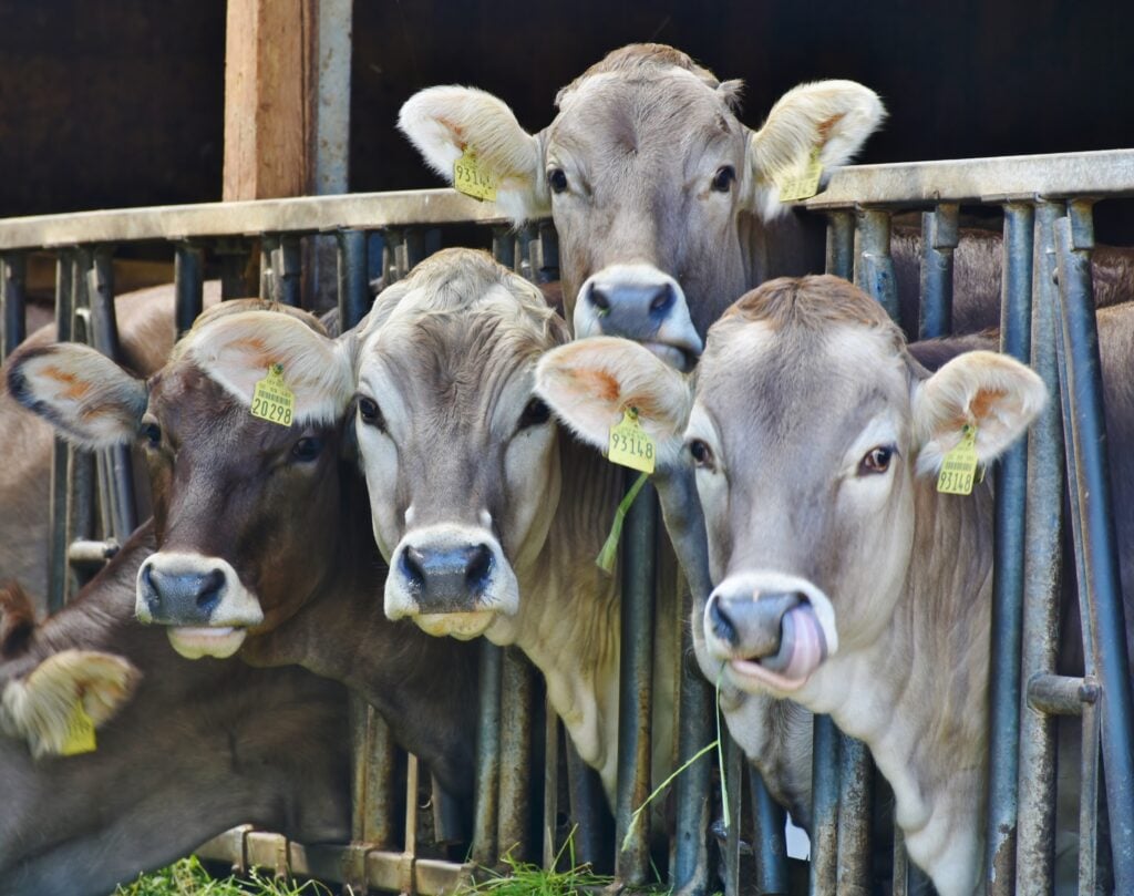 A stock image of cattle. Beef is a key export for Paraguay, and makes up more than 50% of the value of goods exported to Chile, with which the country recently signed a free trade agreement