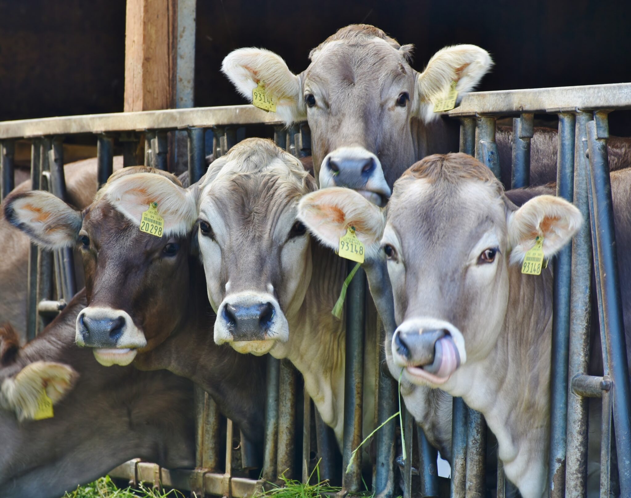 Una imagen de archivo de ganado. La carne de res es un producto de exportación clave para Paraguay, y representa más del 50% del valor de los bienes exportados a Chile, país con el que recientemente ha firmado un acuerdo de libre comercio
