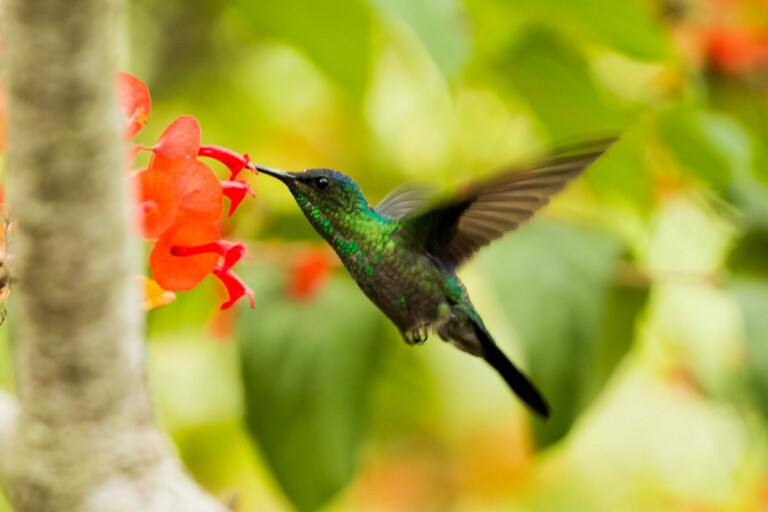A stock image of a humming bird in Brazil, where you may wish to hire a company formation agent to help with business incorporation