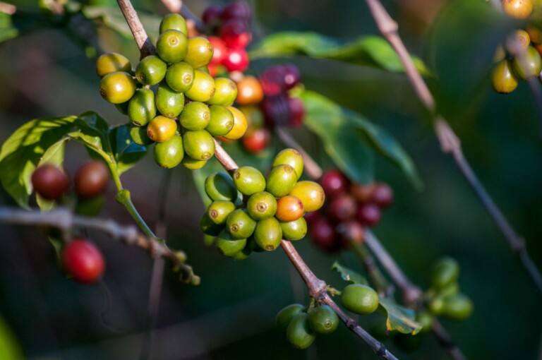 Honduras coffee producing countries article stock image of coffee crop