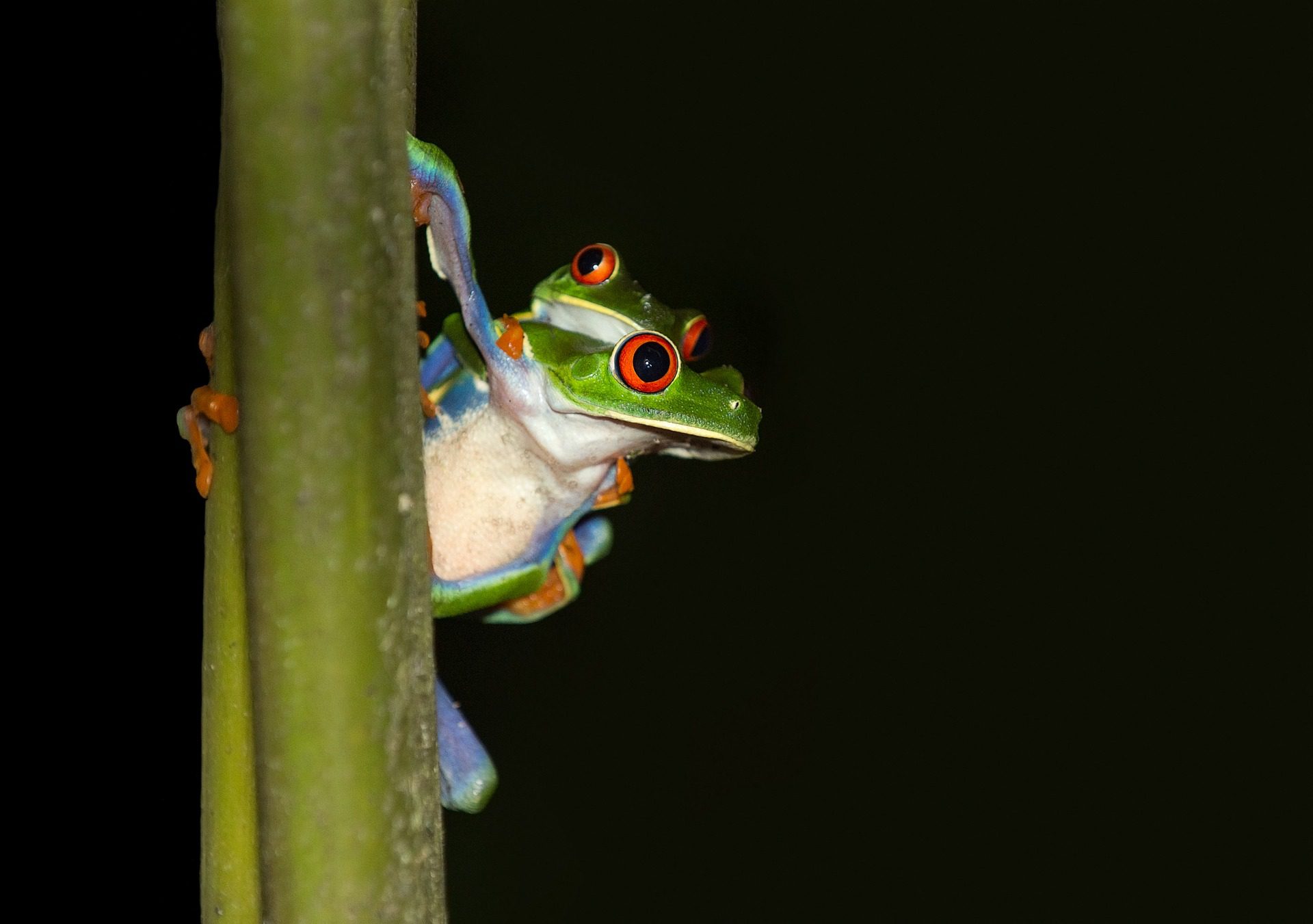 A frog giving another frog a piggy back in Costa Rica to accompany an article on back office services in the country