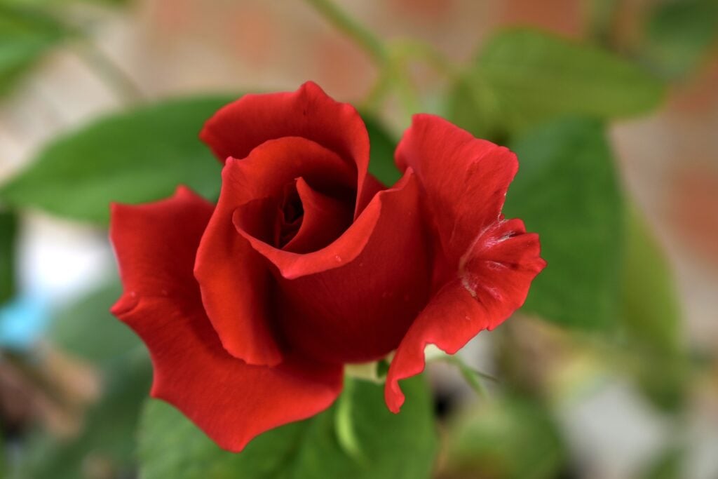 Imagen de archivo de una rosa creciendo en Colombia, donde las exportaciones de flores alcanzaron un récord en 2021