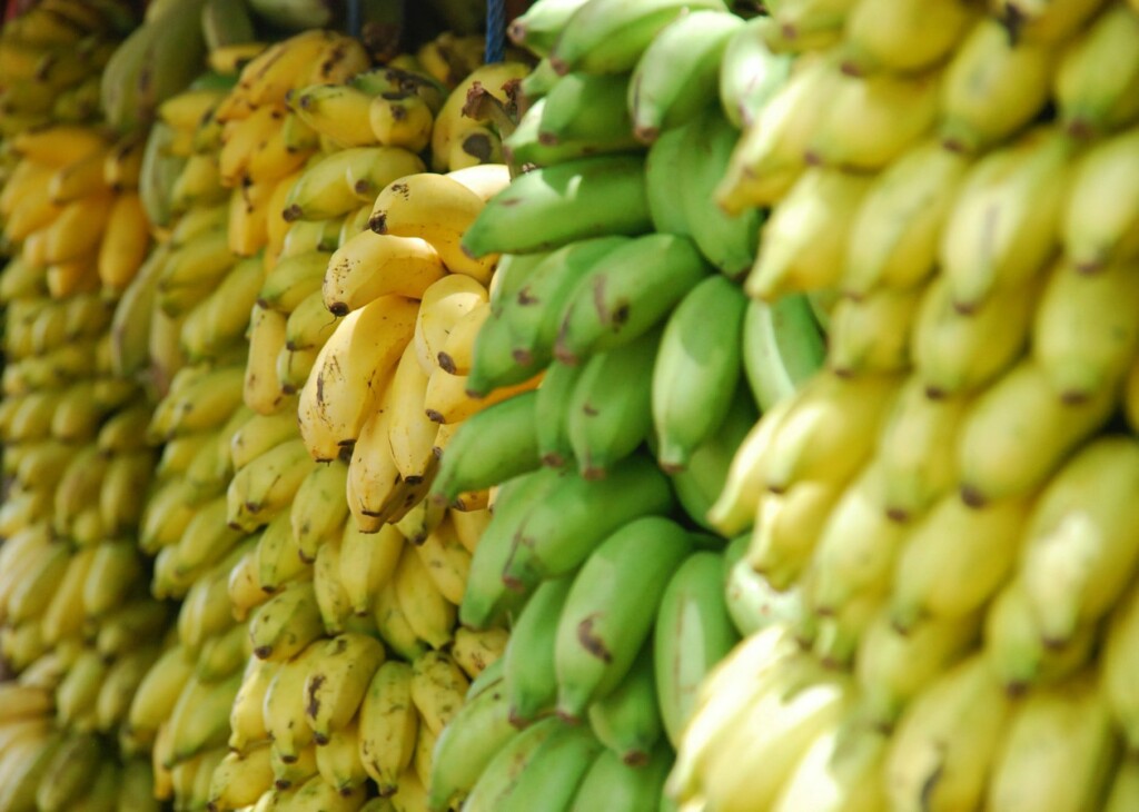 A stock image of bananas to accompany article on exports of Ecuador bananas