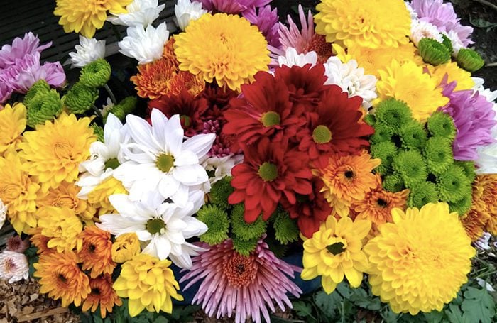 A stock image of Colombian flowers ro accompany article on Colombia flower exports source - ascolflores.org