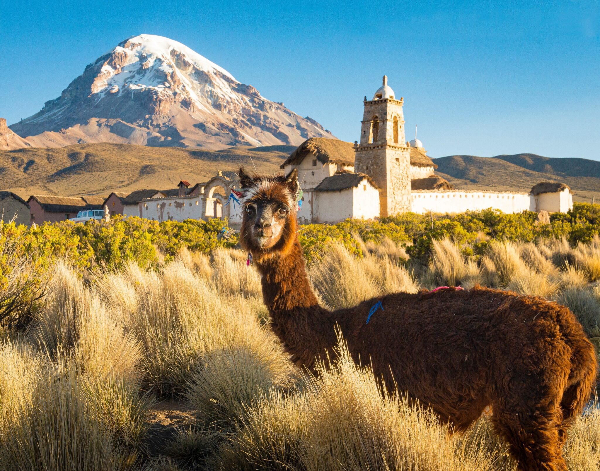 A photo of an alpaca in Sajama National Park in Bolivia, where businesses must adhere to financial regulatory compliance