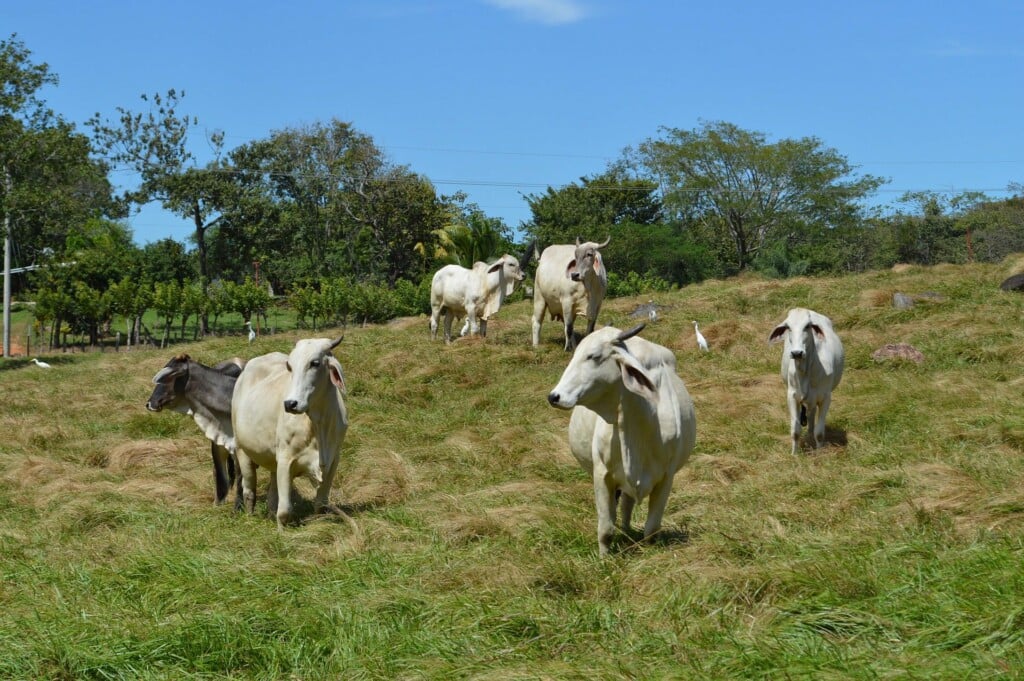 A stock image of cattle in Latin America to accompany article on costa rica cattle industry sustainable ranching practices