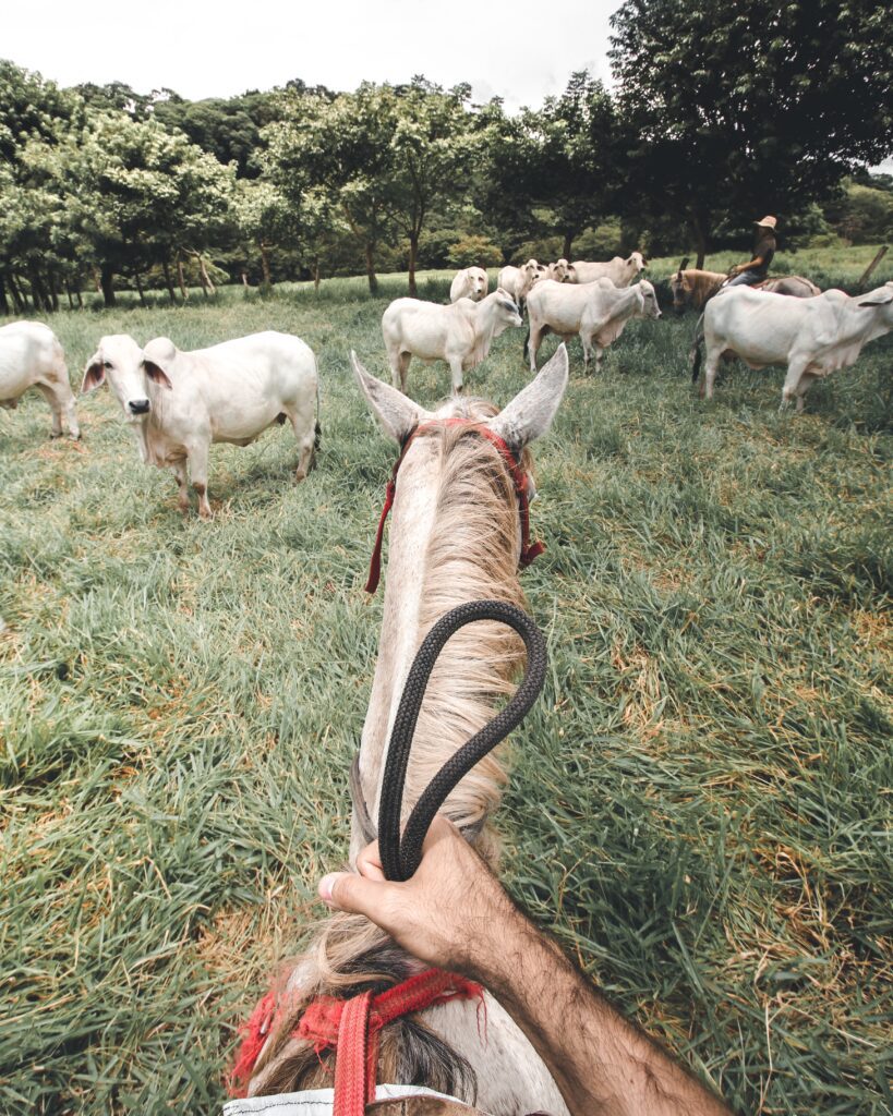 Uma imagem de estoque de gado na América Latina para acompanhar o artigo sobre as práticas sustentáveis da pecuária na Costa Rica.