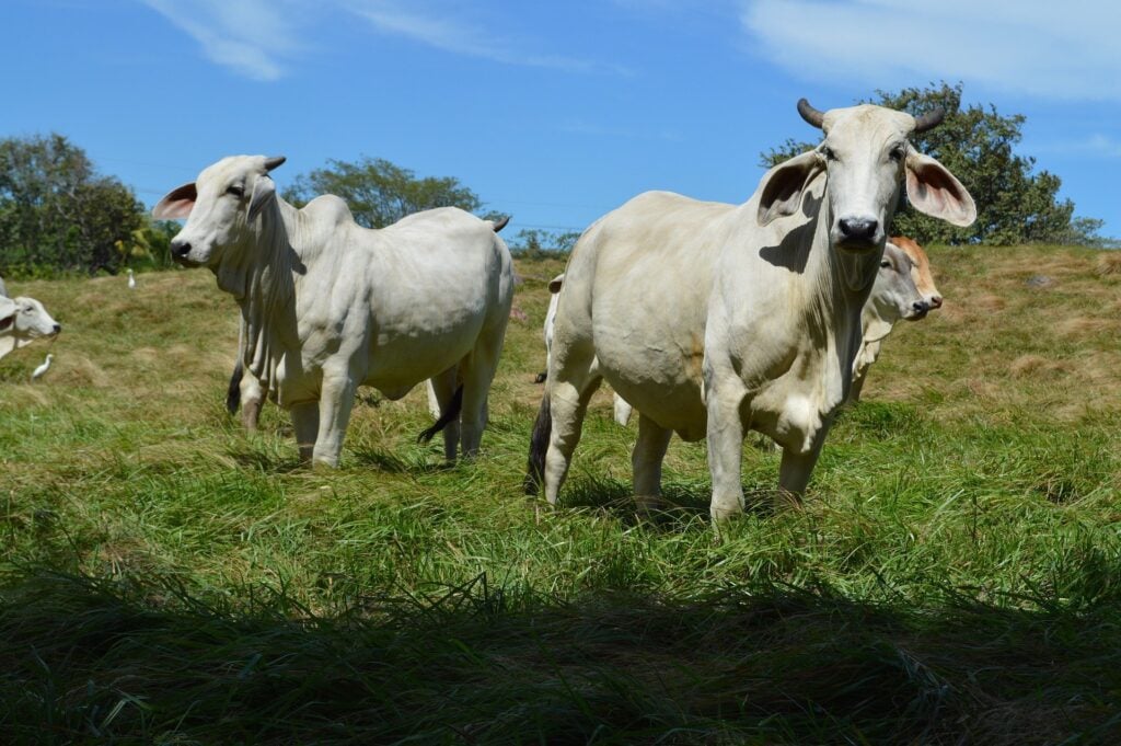 A stock image of cows to accompany article on social impact startups in Latin America