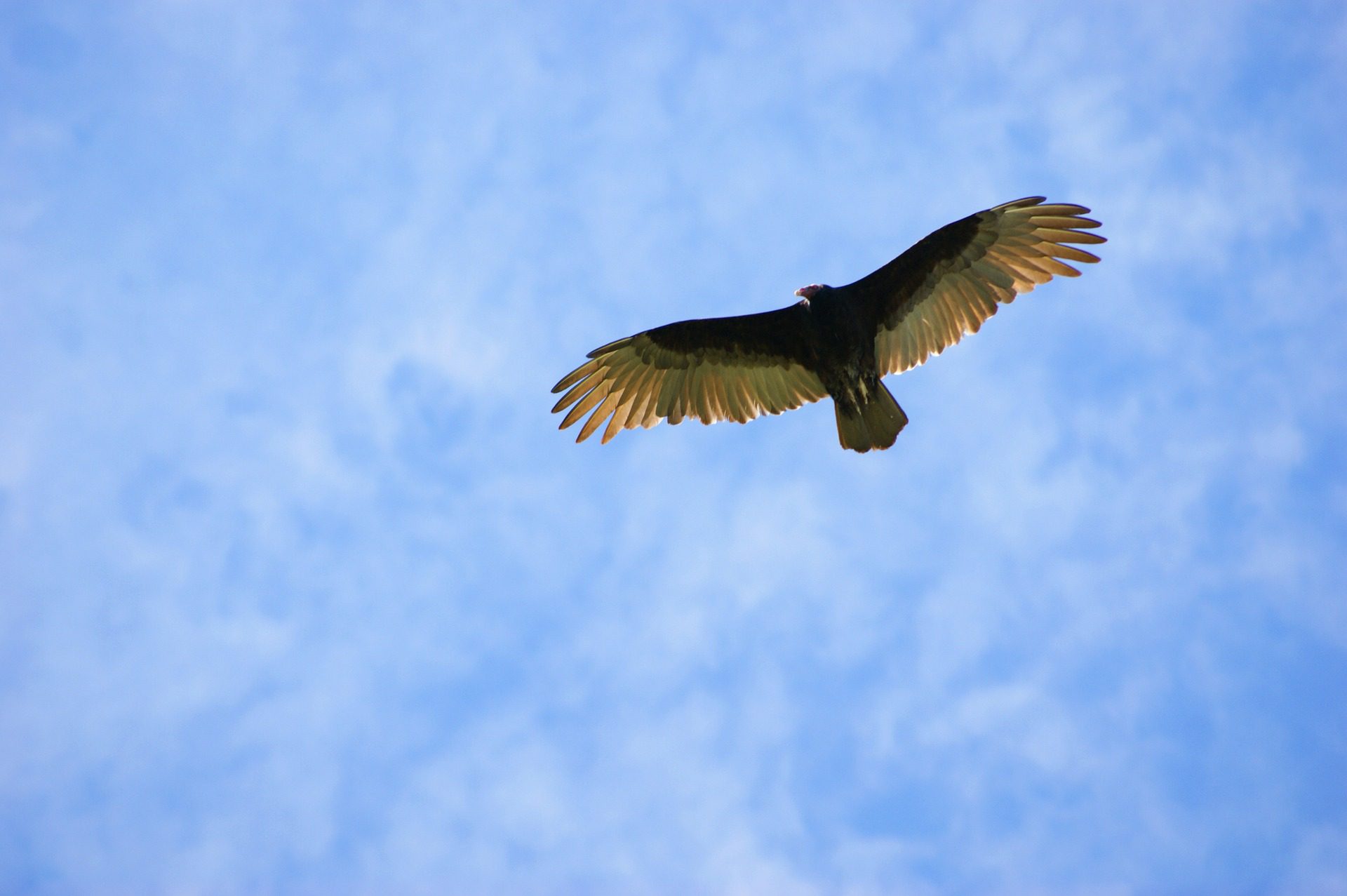 A stock image of a bird flying in Paraguay, where investors may benefit from outsourcing back office services