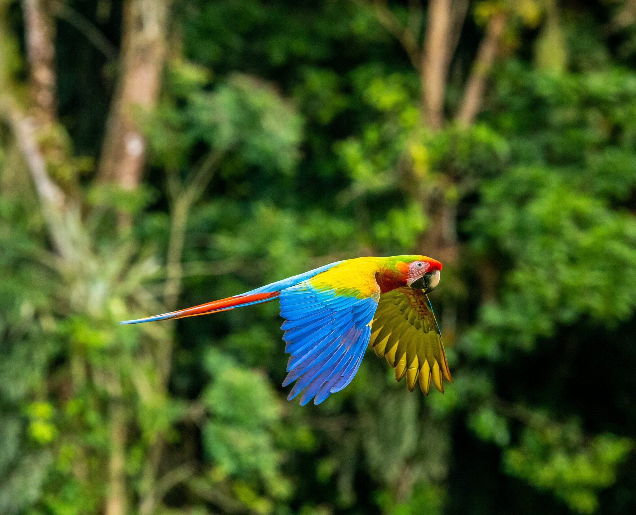 Stock image of a parrot flying in Costa Rica to accomapny article on finding a good corporate lawyer or legal firm