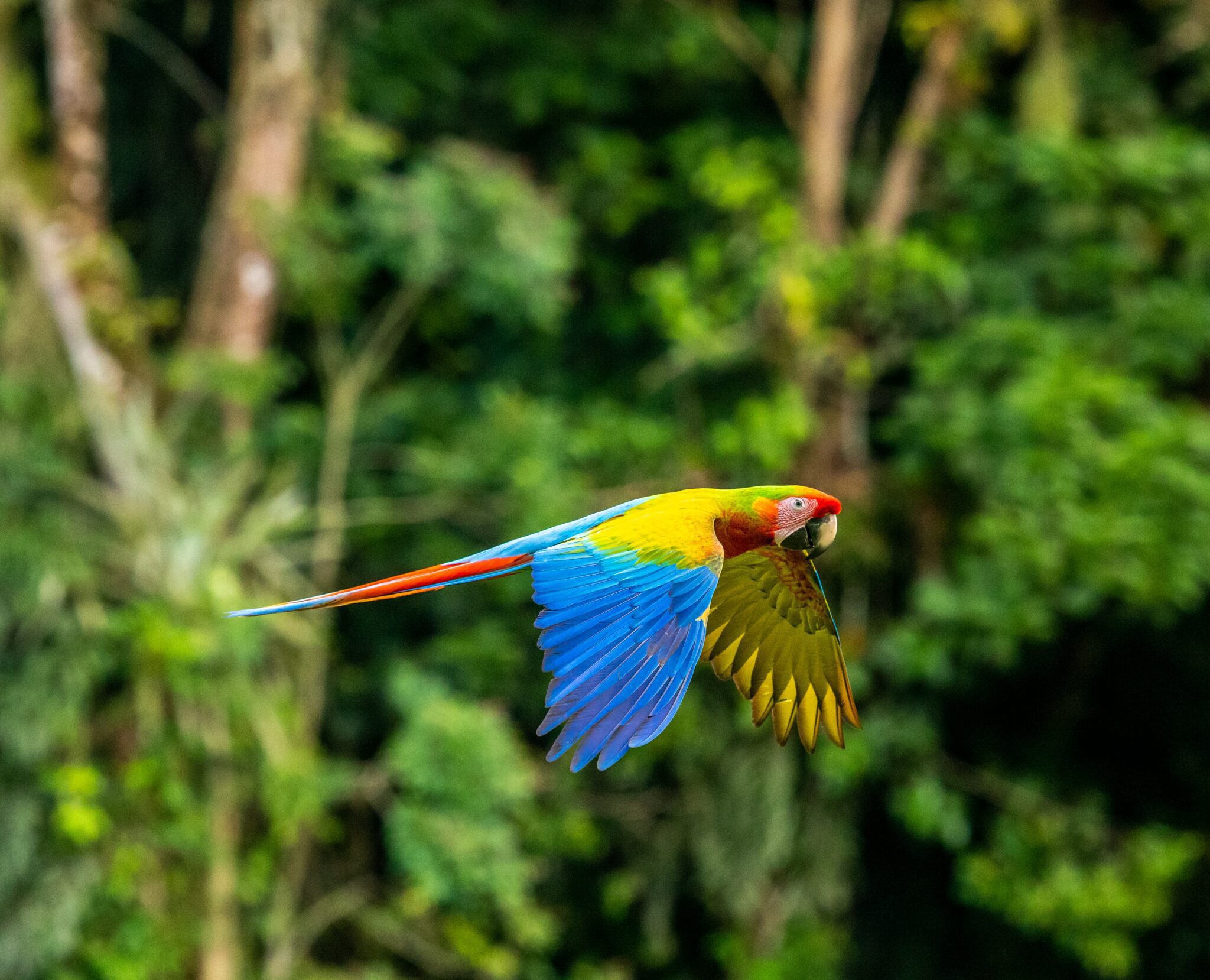 Pacuare Lodge Коста Рика