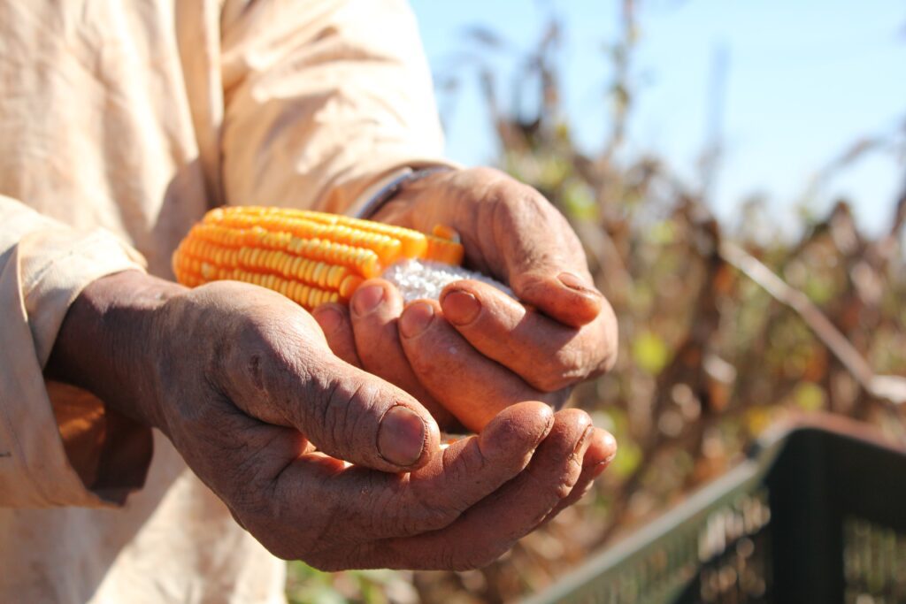 Uma imagem de estoque de milho produzido em uma fazenda para acompanhar o artigo sobre as exportações brasileiras.
